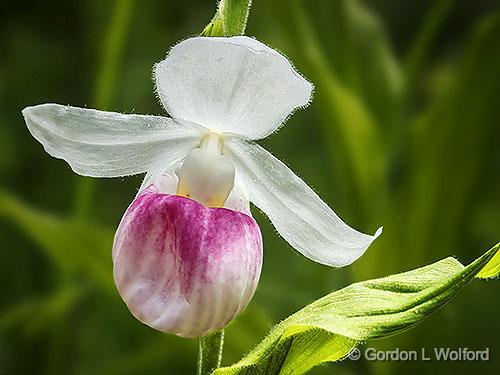 Showy Lady's Slipper Orchid_DSCF04811.jpg - Photographed near Lanark, Ontario, Canada.